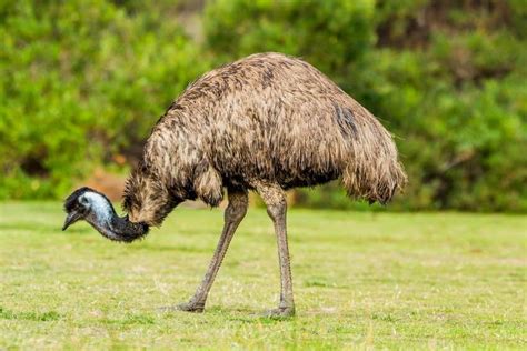 Australian Animals Emu