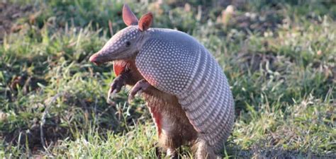 Pangolin Vs Armadillo: How Are These Words Connected?