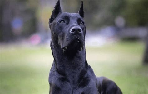 Canis Panther Price: How Much Does it Cost to Own This Breed