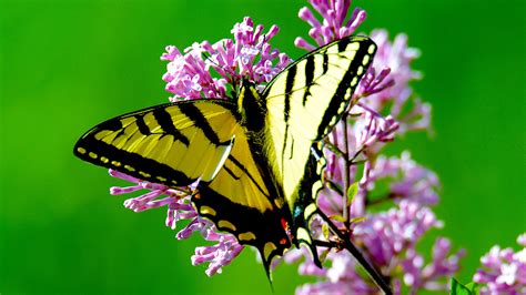 How to Garden for Butterfly Life Cycles | Blog | Nature | PBS