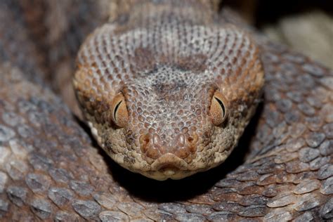 Carpet Viper (Echis coloratus terraescantae) | Beit She`an/I ...