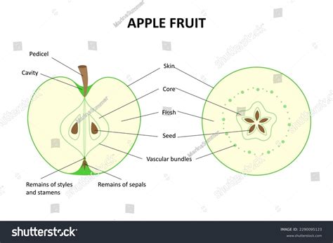 7,304 Cross Section Apple Images, Stock Photos & Vectors | Shutterstock