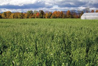 Putting Cover Crops to Work | High Mowing Organic Non-GMO Seeds