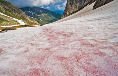 "Watermelon Snow" Is Accelerating The Speed At Which Glaciers Melt ...