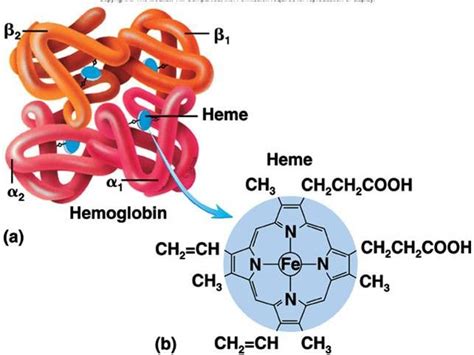 Hemoglobin structure, review and Types of normal hemoglobin | Science ...