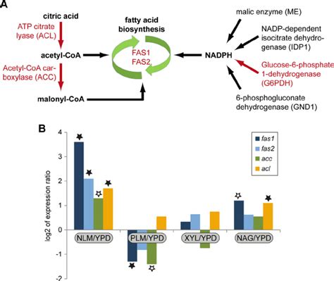 Lipid biosynthesis in T. oleaginosus . (A) Core lipid biosynthesis ...