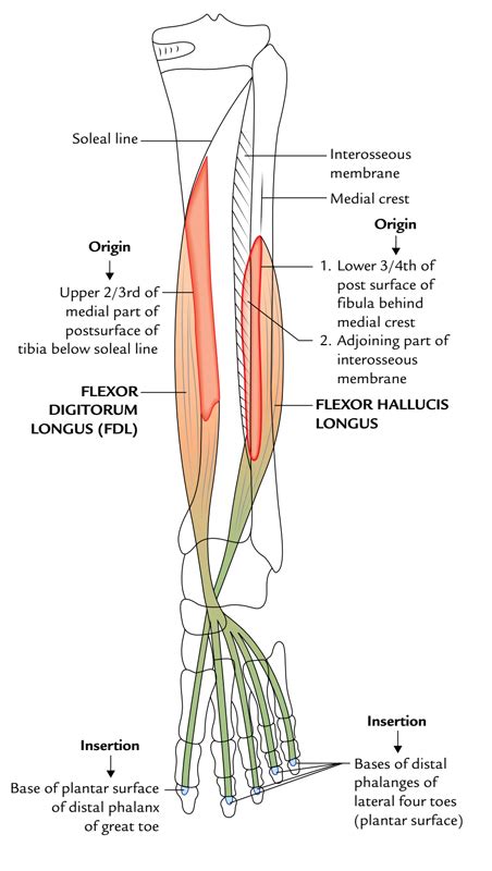 Flexor Hallucis Longus – Earth's Lab