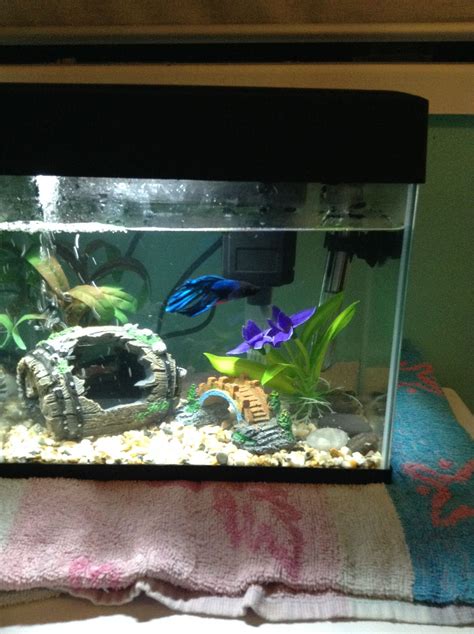 My improved Siamese fighting fish tank! | Siamese fighting fish, Fish ...