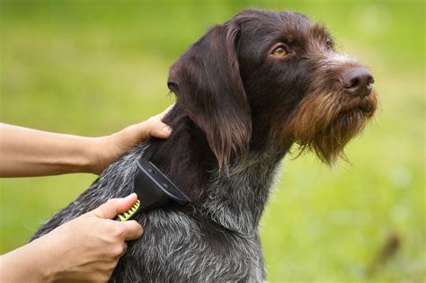 The Best Dog Brushes For Shedding