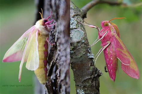 Rosy maple moth - Save Our Green