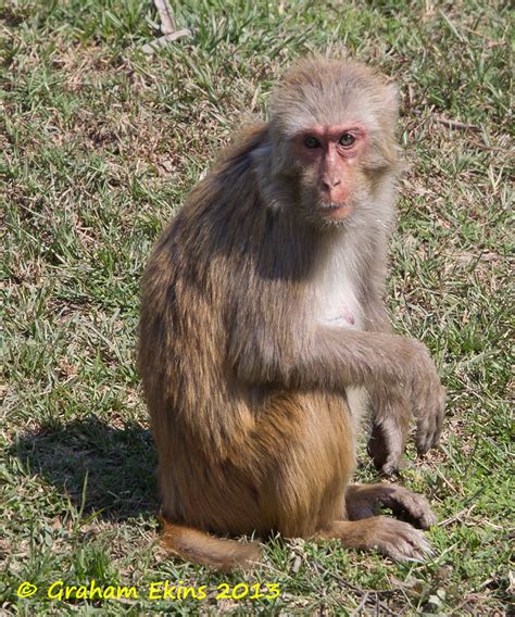 Assamese Macaque, Assam Macaque, Macaca assamensis, | Flickr