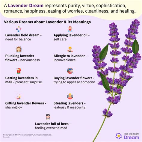 Lavender Dream Meaning - Is It Associated with Purity and Romance?