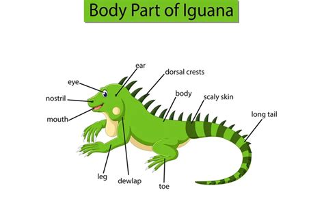 Basic Iguana Anatomy; (Iguana Body Parts)