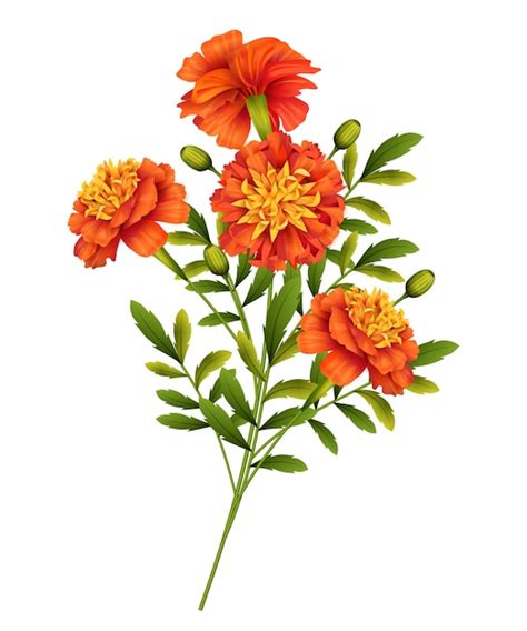 Premium Vector | Marigold flowers isolated on white background ...