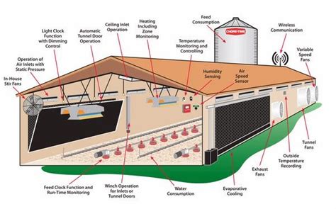 Feasibility Study On Poultry Farming For Beginners | 教育