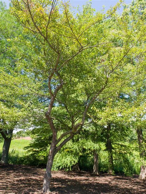 Winter King Green Hawthorn | Chicago Botanic Garden