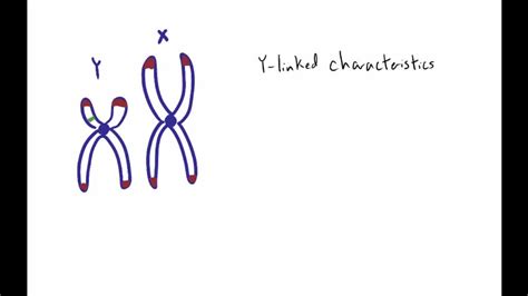 What is the pseudoautosomal region? How does the inheritance of traits ...