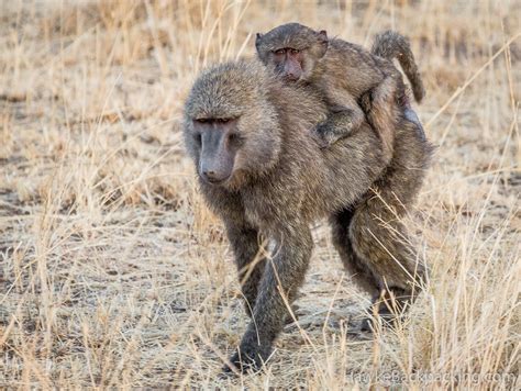 Serengeti Wildlife - HawkeBackpacking.com