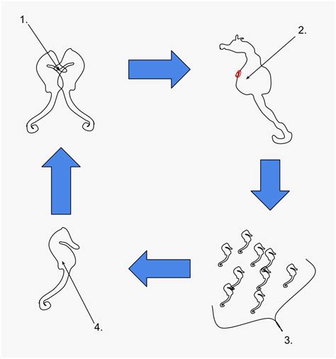 Dwarf Seahorse Life Cycle , Free Transparent Clipart - ClipartKey