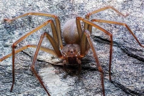 Cómo identificar a la araña violinista del Valle de México y qué hacer ...