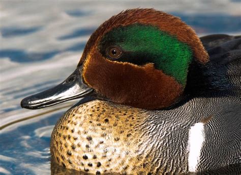 Green-winged Teal male | Decoy art, Bird photo, Birds