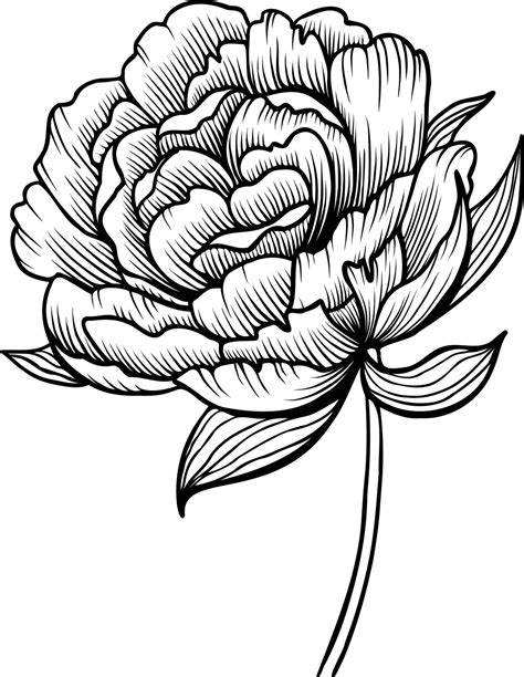 Line art vector peony flowers illustration. outline peonies drawing ...