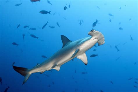 10 Different Types of Hammerhead Sharks