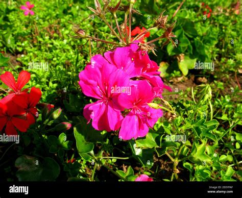 The garden in the royal palace, Rabat, Morocco Stock Photo - Alamy