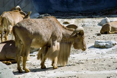 Mountain goat with horns stock photo. Image of buck, animal - 23335640