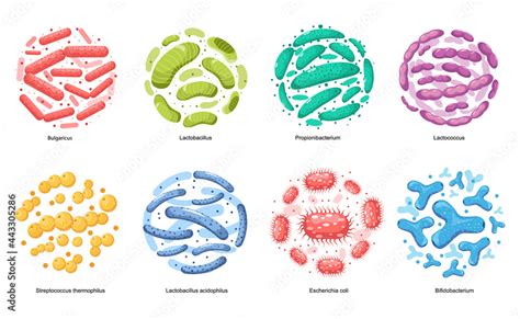 Probiotic Bacteria Bulgaricus, Lactobacillus, Propionbacterium ...