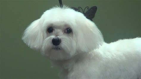 How To Groom Maltese Poodle