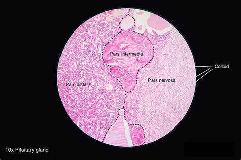 Anterior Pituitary Gland Histology