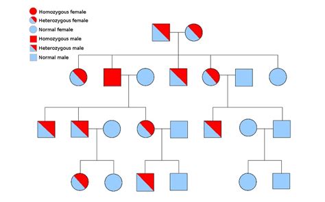 Autosomal Recessive Pedigree Chart