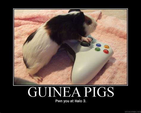 Guinea Pig Funny Quotes. QuotesGram