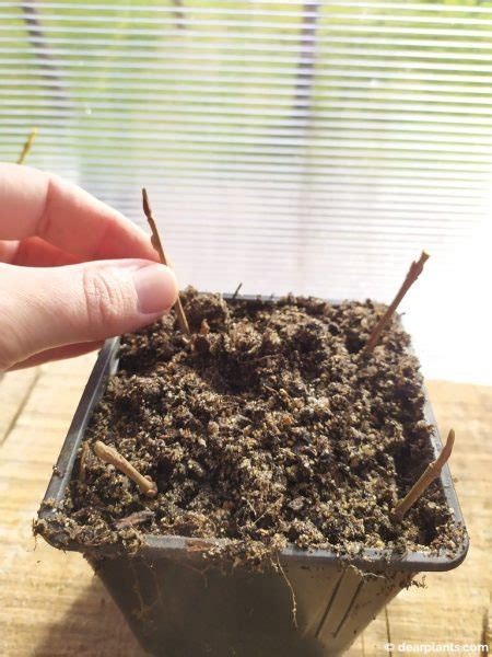 How to propagate Viburnum 'Mariesii' by cuttings - Dear Plants