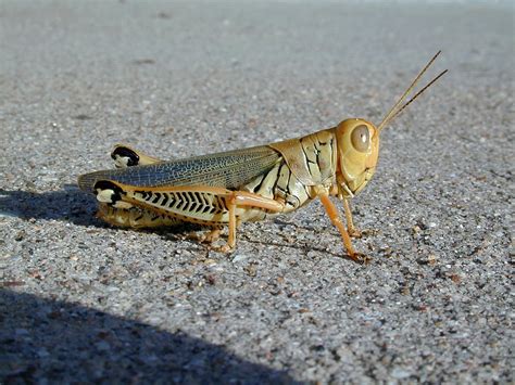 Nikon 950 - "Grasshopper Macro"