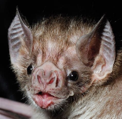 10 cool things about the vampire bat • AnimalTalk