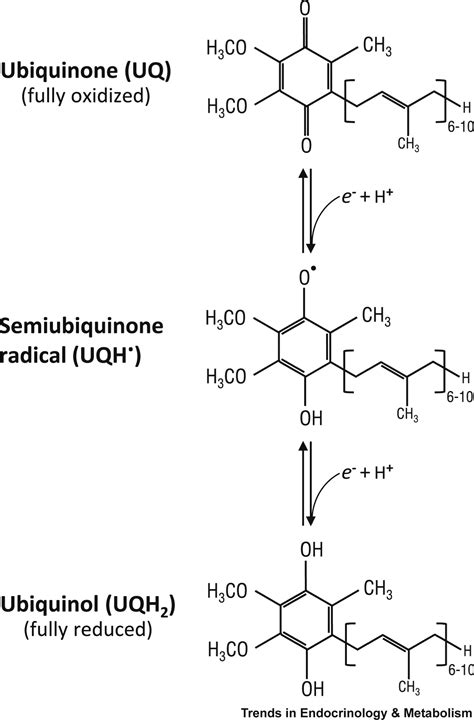 The Complexity of Making Ubiquinone: Trends in Endocrinology & Metabolism