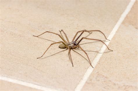 Top 11 Common UK Spiders You'll Find In Homes and Gardens