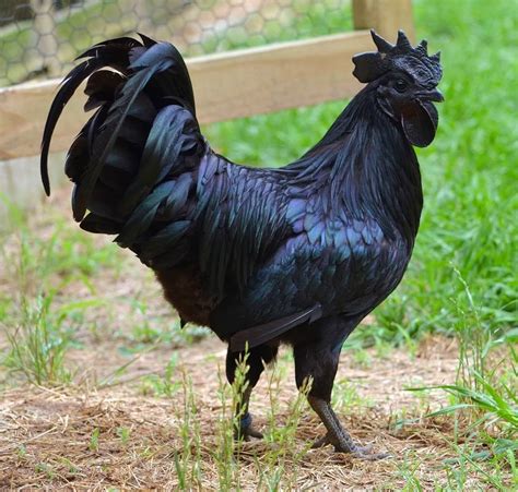 Ayam Cemani: The Mystical All Black Chicken | by Sajjad Choudhury | Medium