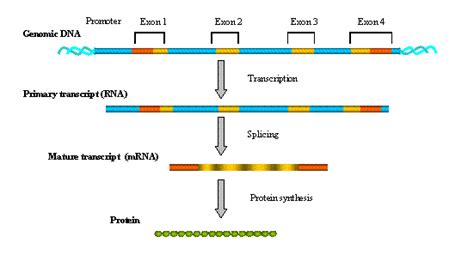 Gene expression