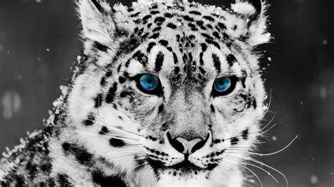 selective Coloring, Animals, Snow Leopards, Leopard Wallpapers HD ...