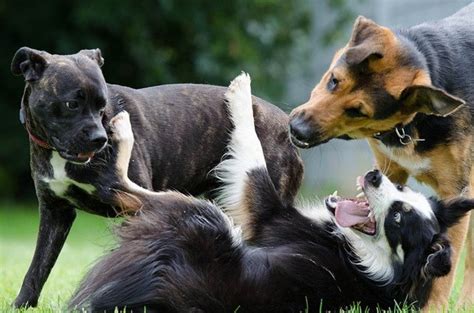 Whale Eye in Dogs: Why Dogs Show the White of Their Eyes - PetHelpful