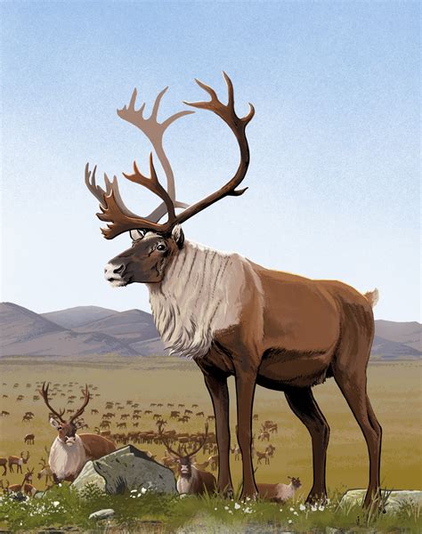 What's the Difference: Reindeer vs. Caribou (U.S. National Park Service)