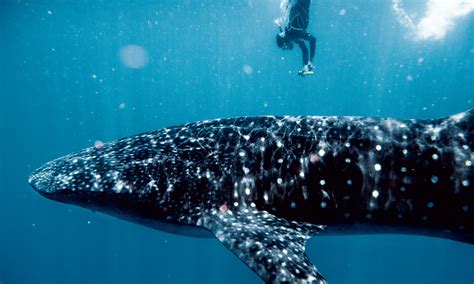 Swimming with Whale Sharks Is Staggering, Scary—and Totally Safe