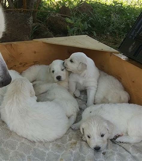 Maremma Sheepdog Puppies For Sale | Hotchkiss, CO #306064