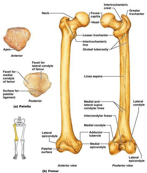 Femur Anatomy | Anatomy Picture Reference and Health News | Femur bone ...