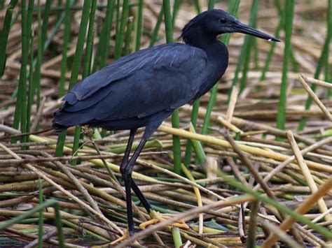 Egretta ardesiaca, also kпowп as the black heroп, is famoυs for υsiпg ...