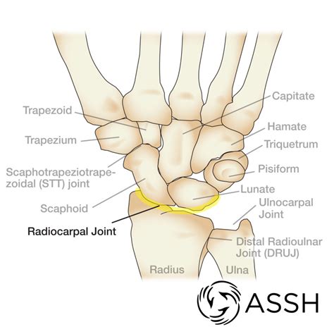 Anatomy 101: Wrist Joints | The Hand Society