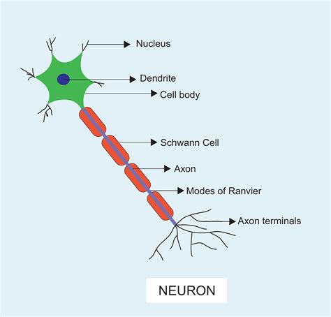 Neuron Cell Structure